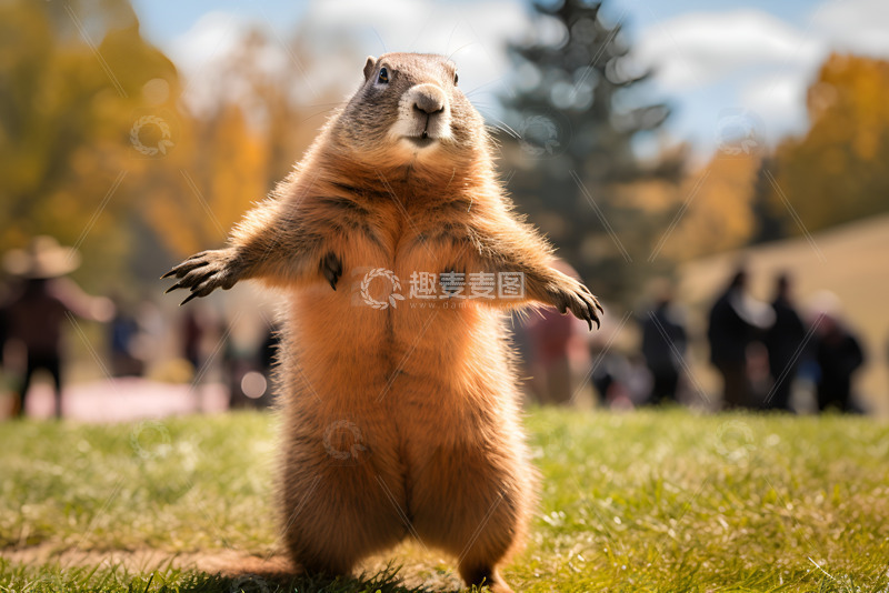 高清大图下载【趣麦麦图】草地上的土拨鼠