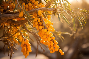 沙棘树果实特写