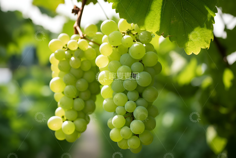 高清大图下载【趣麦麦图】两串绿色葡萄特写