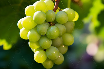 一串阳光玫瑰葡萄