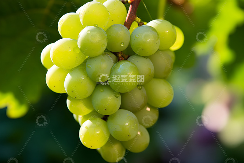 高清大图下载【趣麦麦图】一串阳光玫瑰葡萄