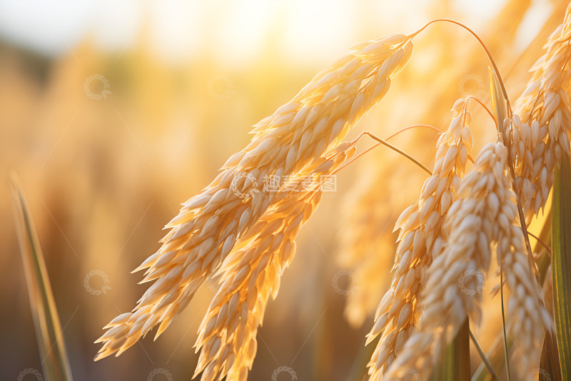 高清大图下载【趣麦麦图】稻田里的稻穗摄影