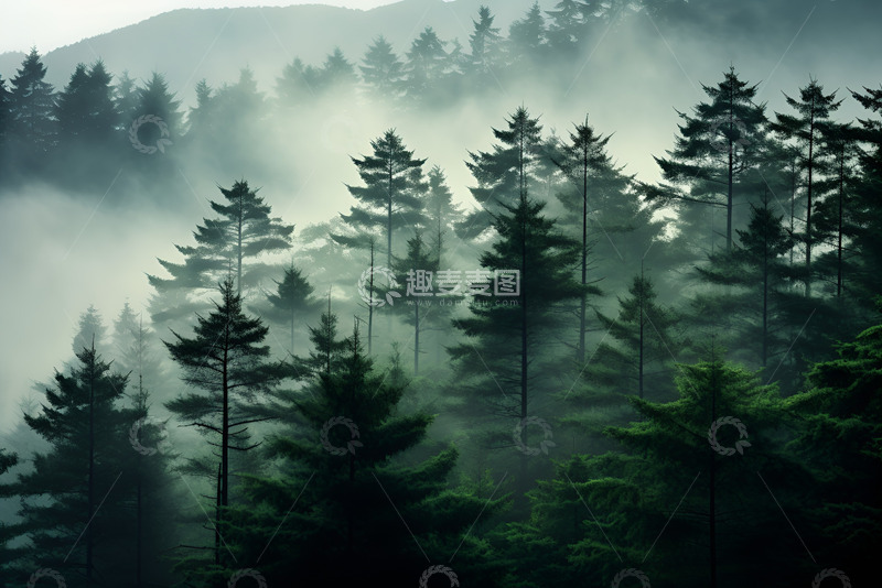高清大图下载【趣麦麦图】森林大树云雾弥漫