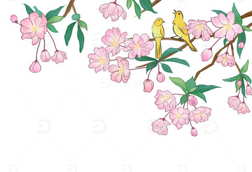 垂丝海棠与黄鹂鸟