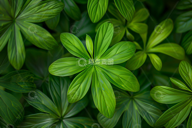 绿色的花形叶子