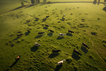 草原上的牛羊群