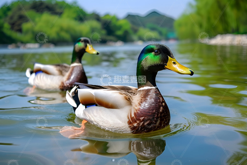 高清大图下载【趣麦麦图】湖里的绿头鸭子