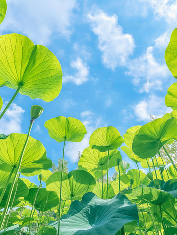 夏日晴空蓝天白云池塘荷叶