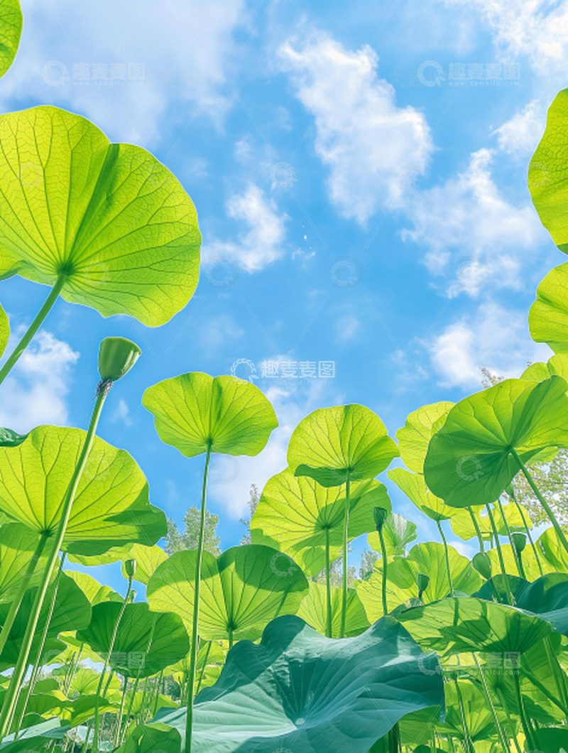 高清大图下载【趣麦麦图】夏日晴空蓝天白云池塘荷叶