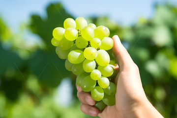 绿色的一串葡萄