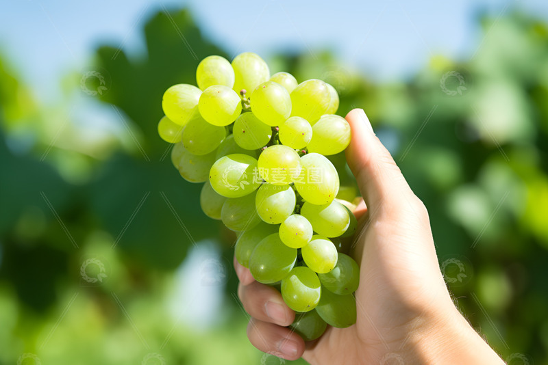 高清大图下载【趣麦麦图】绿色的一串葡萄