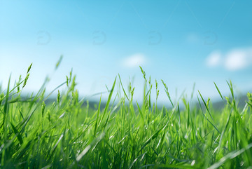 生机盎然的草地