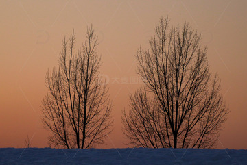 夕阳时分的两棵树
