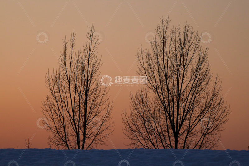 高清大图下载【趣麦麦图】夕阳时分的两棵树