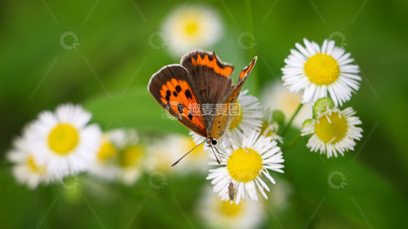 高清大图下载【趣麦麦图】花丛中的蝴蝶
