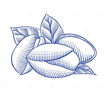 杭州临安区特产白果线稿