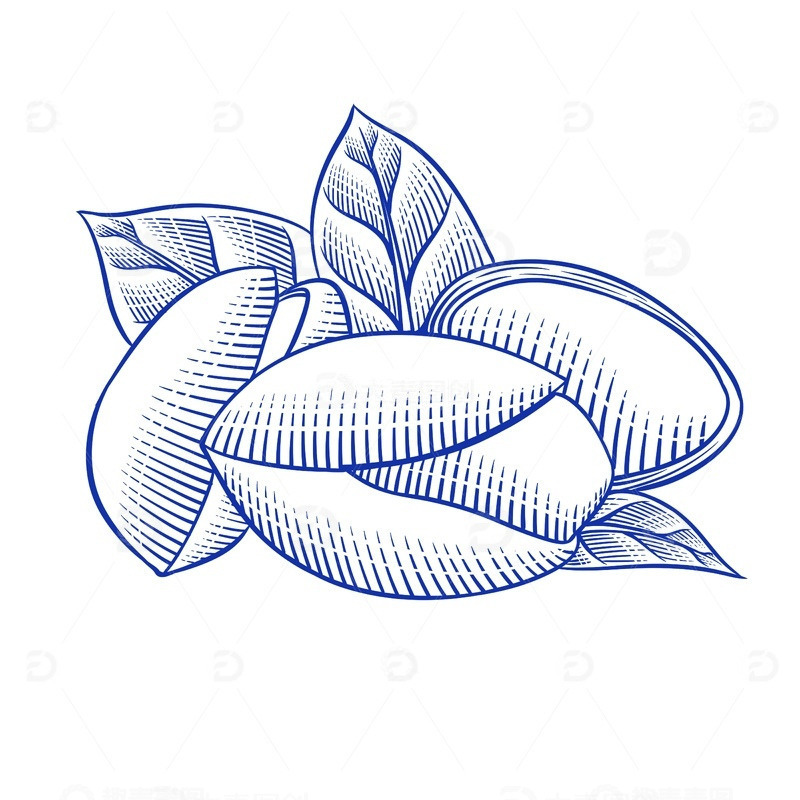 源文件下载【趣麦麦图】杭州临安区特产白果线稿