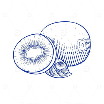 杭州临安区特色特产猕猴桃线稿