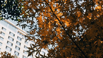 枫叶秋季自然风光