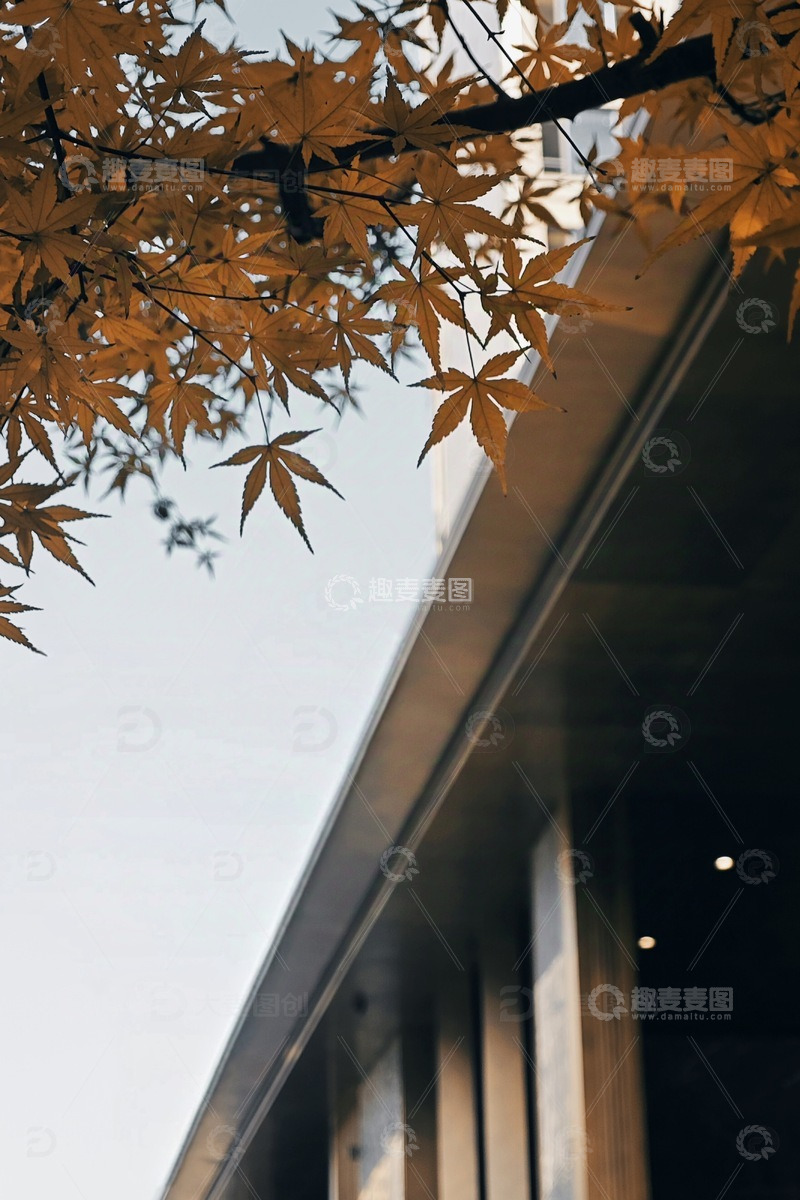 高清大图下载【趣麦麦图】秋季城市枫叶枫树风景