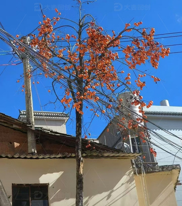 冬日蓝天下的柿柿如意