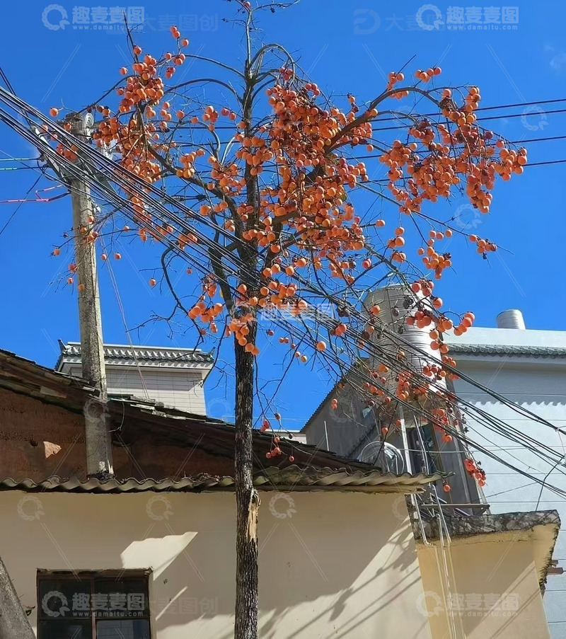 高清大图下载【趣麦麦图】冬日蓝天下的柿柿如意
