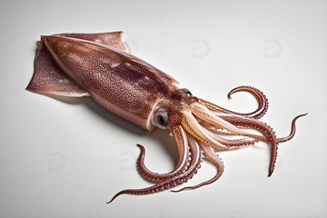 美味海鲜鱿鱼摄影图1