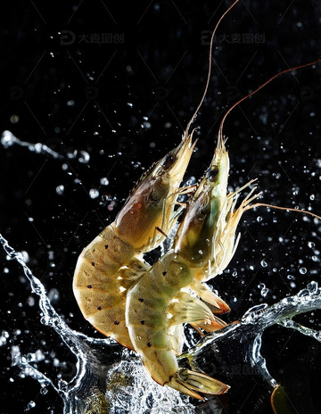 黑色背景2只基围虾虾的水中芭蕾