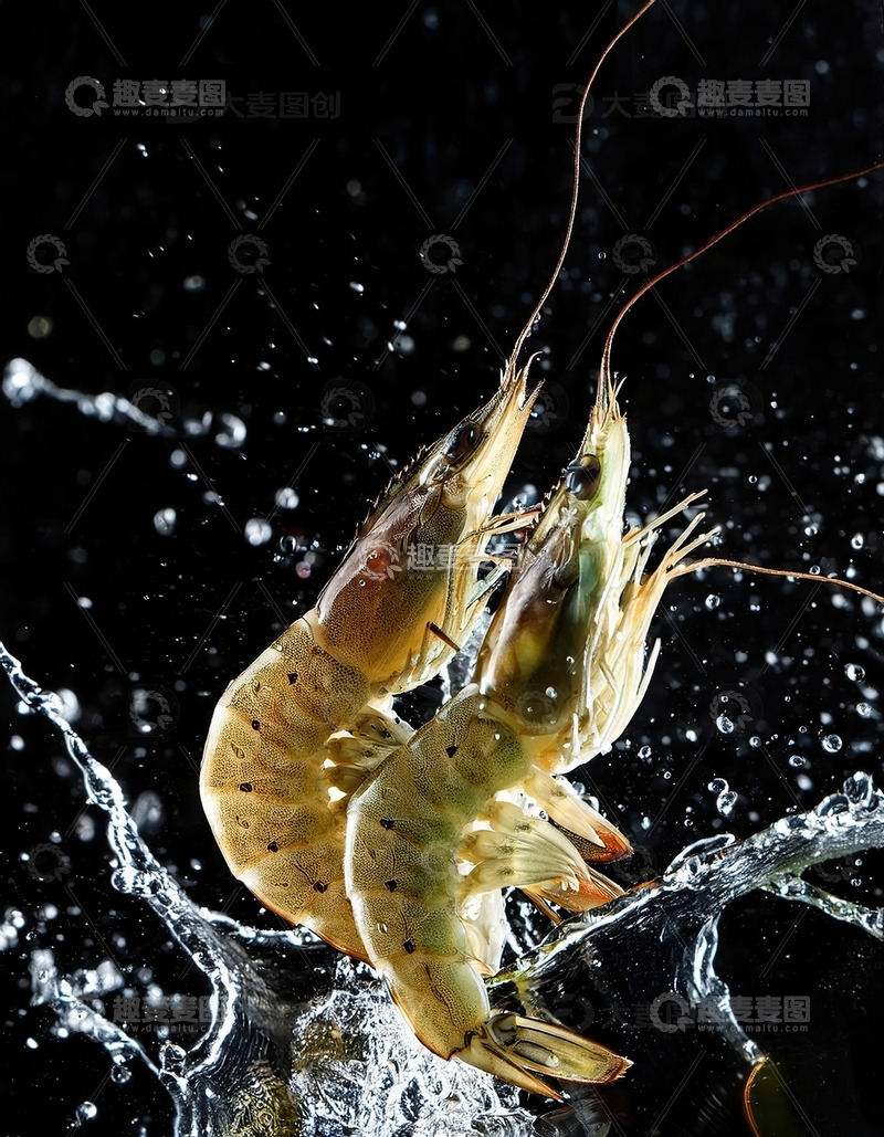 高清大图下载【趣麦麦图】黑色背景2只基围虾虾的水中芭蕾