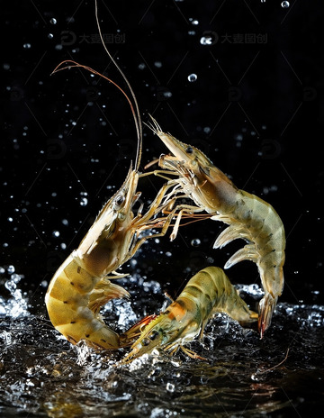黑色背景晶莹剔透跳动基围虾青虾