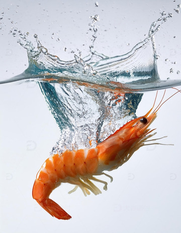 活力四射：鲜虾跃水瞬间