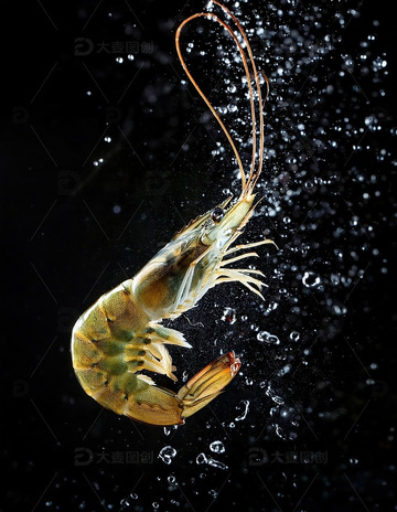 暗夜精灵：虾的水中芭蕾4