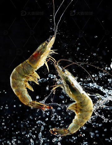 暗夜精灵：虾的水中芭蕾7
