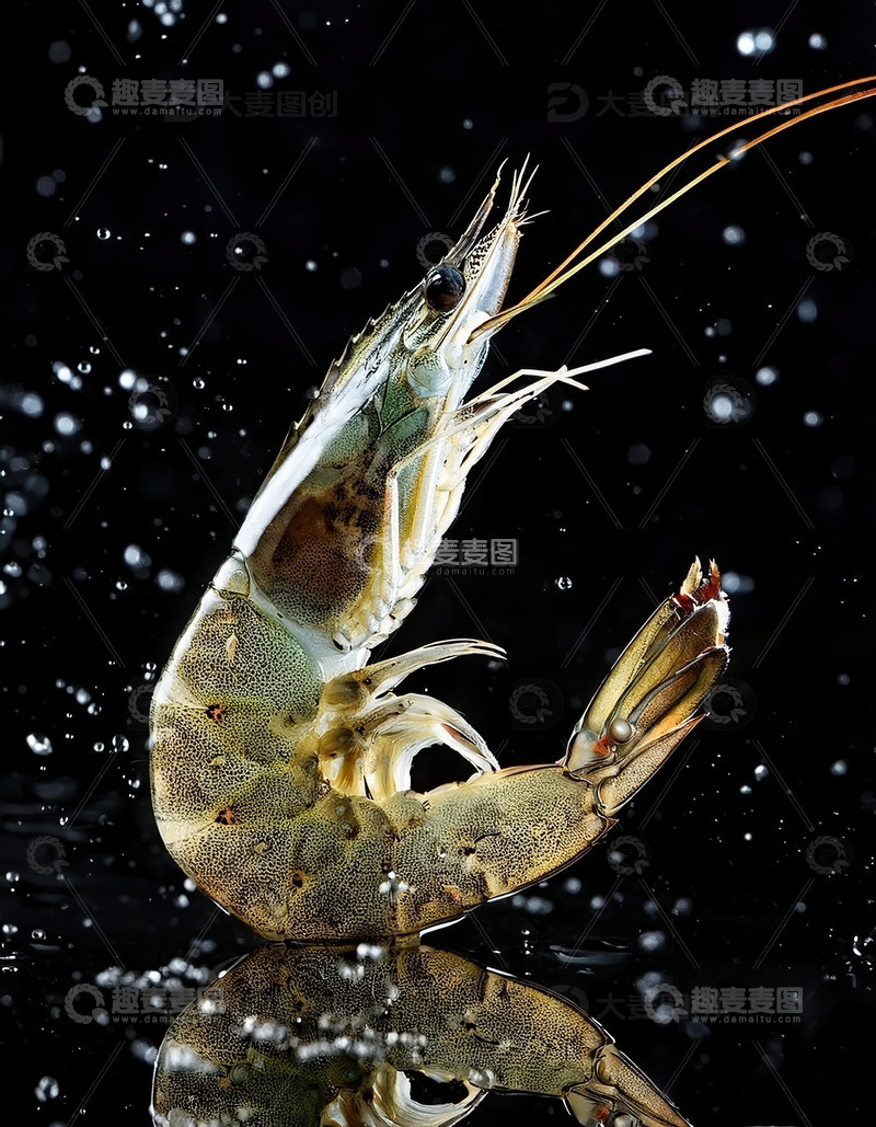 高清大图下载【趣麦麦图】暗夜精灵：虾的水中芭蕾6