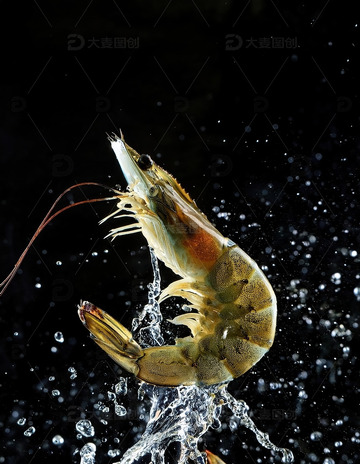 暗夜精灵：虾的水中芭蕾9