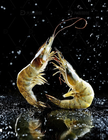 暗夜精灵：虾的水中芭蕾8