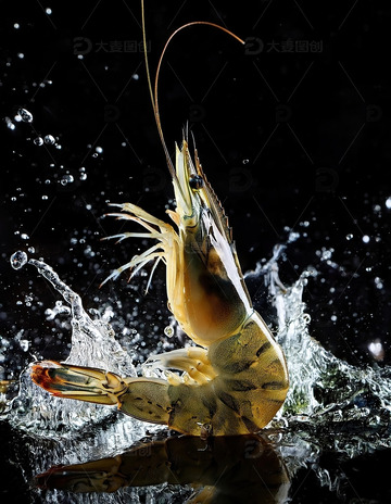 暗夜精灵：虾的水中芭蕾10