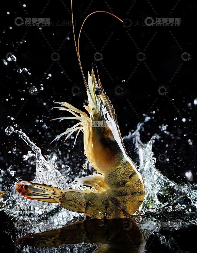 高清大图下载【趣麦麦图】暗夜精灵：虾的水中芭蕾10
