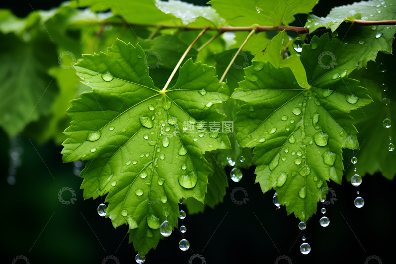 高清大图下载【趣麦麦图】绿叶上滴落的雨滴