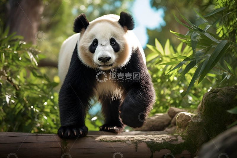 高清大图下载【趣麦麦图】树林里行走的大熊猫