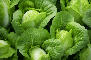 新鲜的小白菜摄影