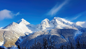 雪岭云端绽芳华