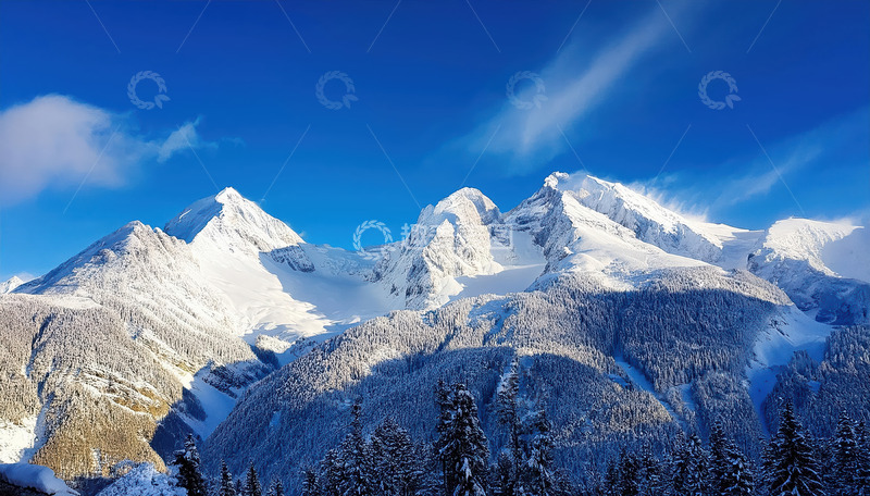 雪岭云端绽芳华