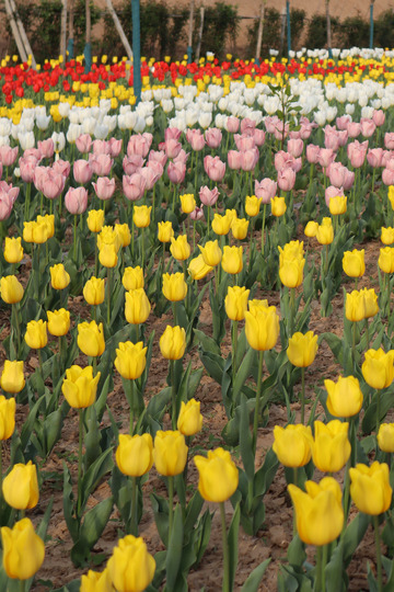 彩色郁金香花园