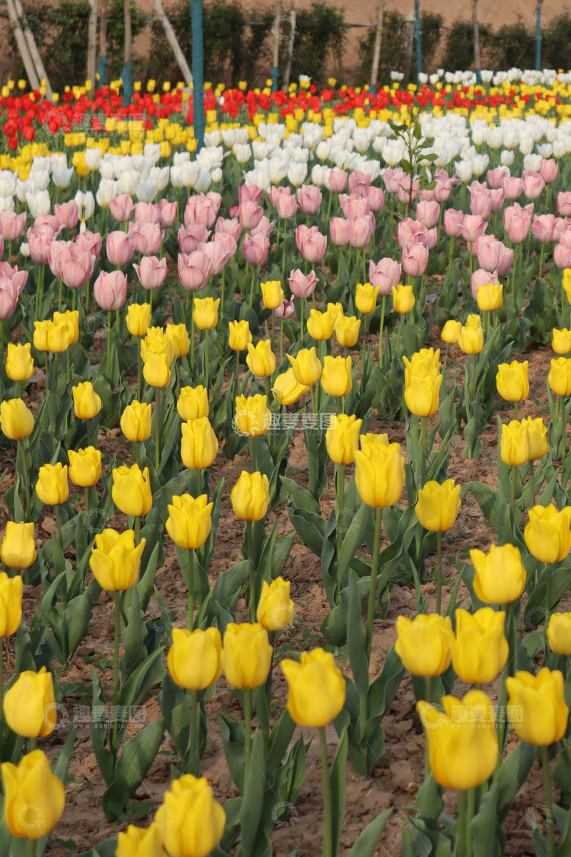 高清大图下载【趣麦麦图】彩色郁金香花园