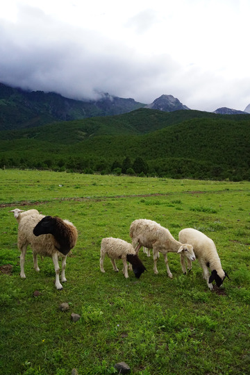 丽江玉女湖大草原羊群吃草