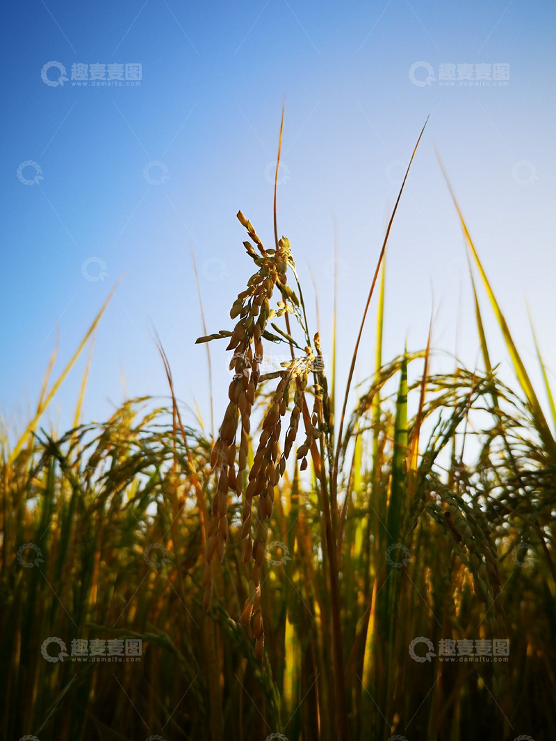 高清大图下载【趣麦麦图】秋天成熟的稻谷