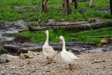 田园鸭子雨后散步
