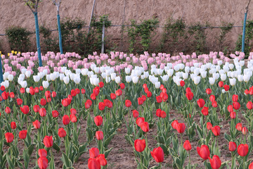 红色郁金香花园