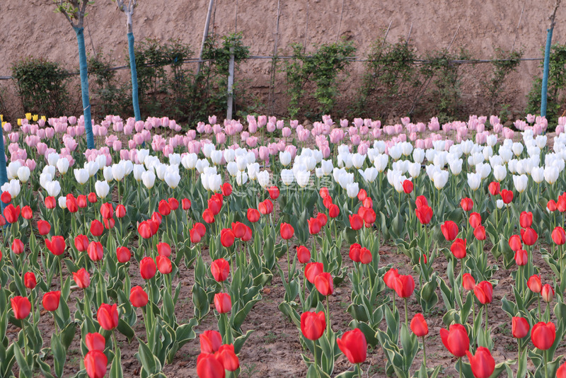 高清大图下载【趣麦麦图】红色郁金香花园